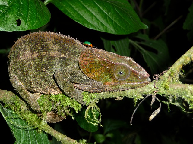 cameleon madagascar